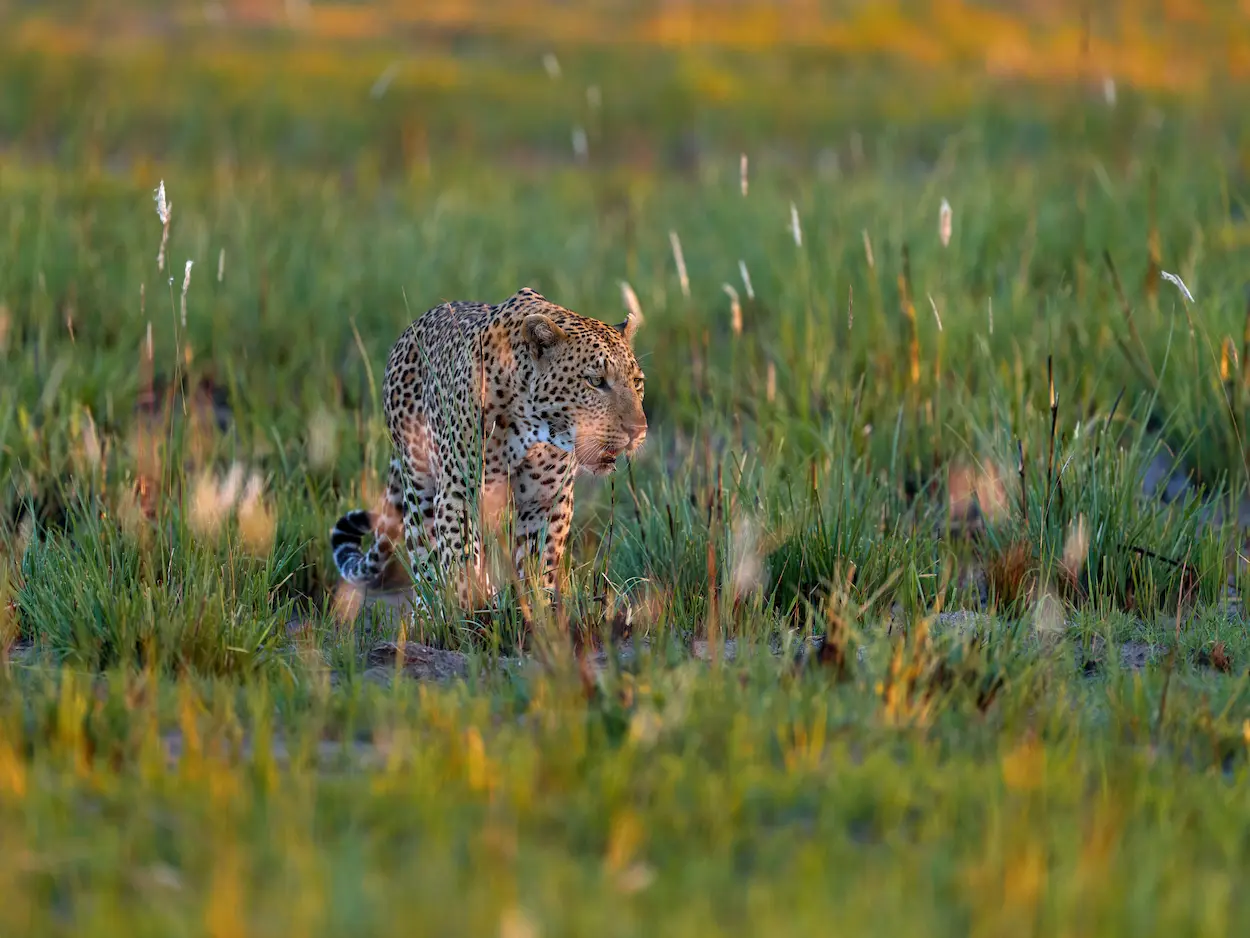 Leopard stalking through green savanna grass at dusk in Hwange National Park, Zimbabwe