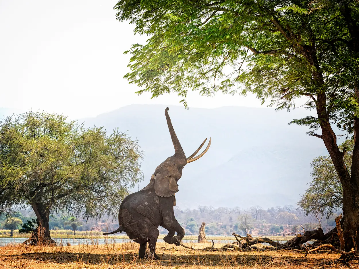 African elephant rearing on hind legs beneath trees in Mana Pools, Zimbabwe, against a backdrop of distant mountains.