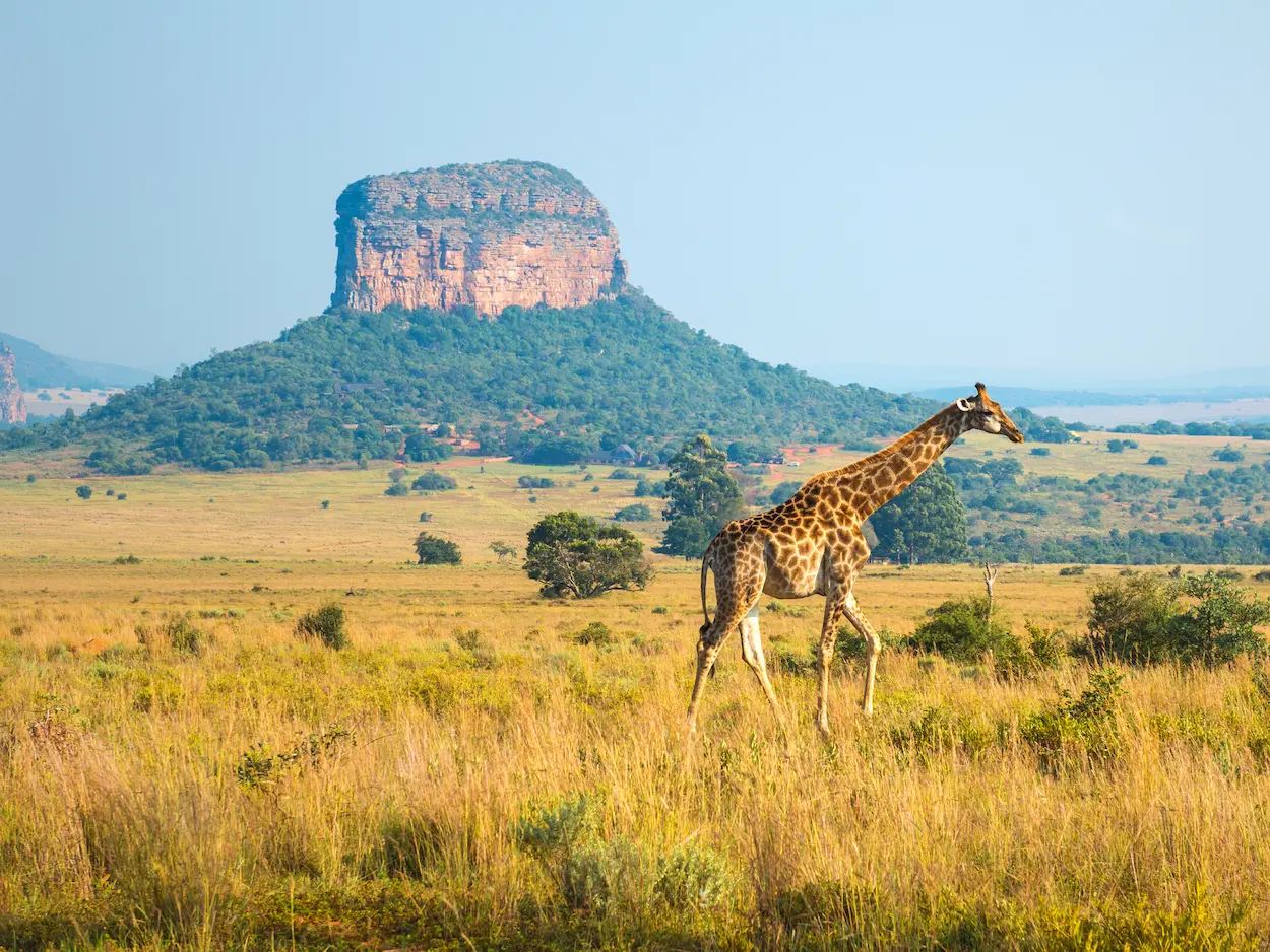 south-africa-limpopo-mpumalanga-giraffe-wildlife